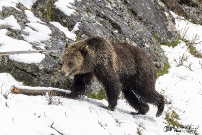 Grizzly Jam in Pelican Valley YNP 2025